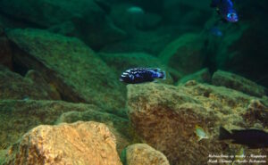 Metriaclima sp. 'msobo'